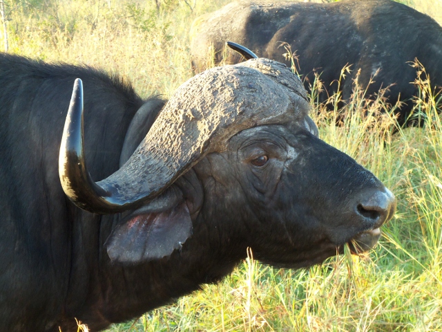 Safari Cape Buff (640x480)