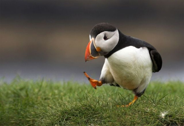 puffin-skip