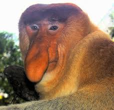 face of probiscus monkey