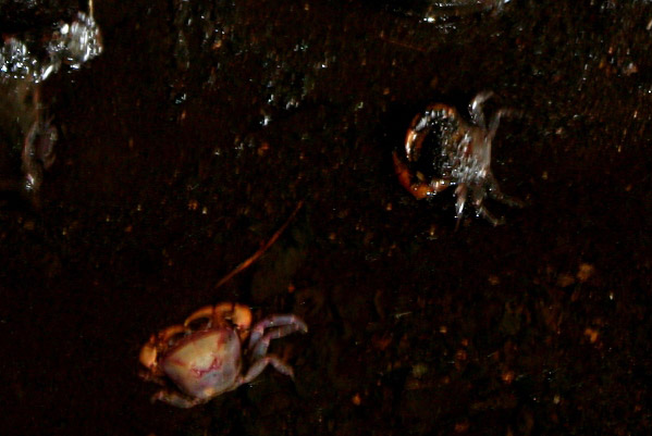 Gormantong cave crab