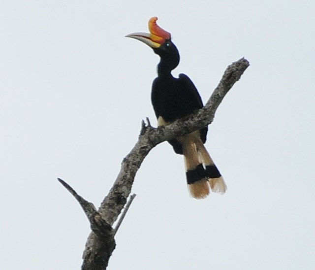 hornbill 2