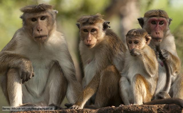 Dry Zone Toque Macaque (Macaca Sinica Sinica) group portrait