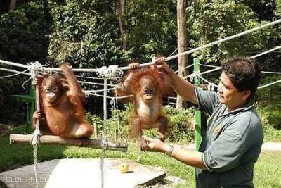 orangutan nursey