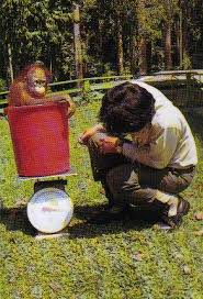 orangutan weigh in