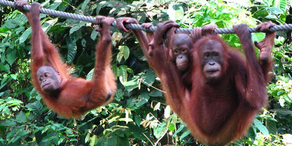 OrangUtans on rope