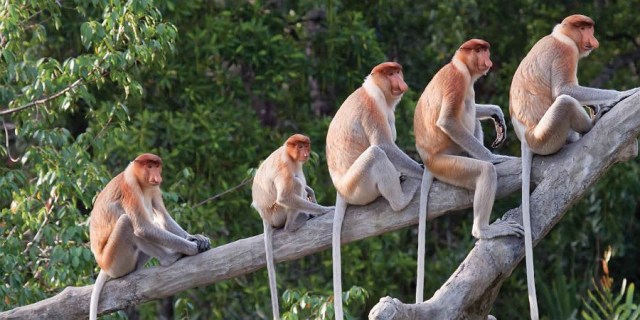 probiscus monleys group