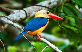 stork billed kingfisher 1