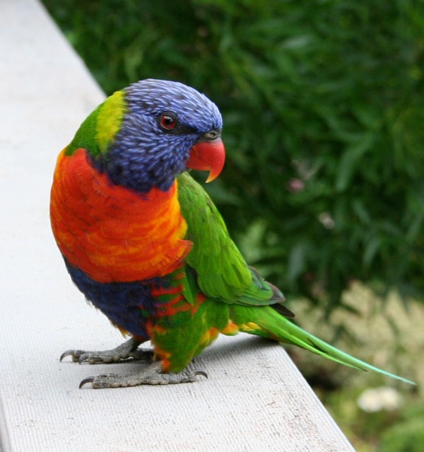 lorikeet